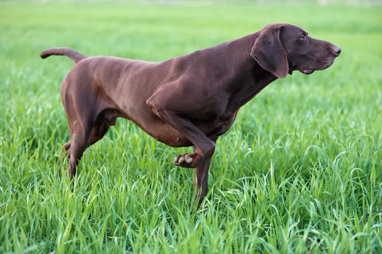 Pointer: Dog Breed Characteristics & Care