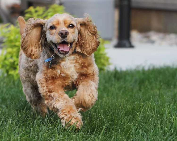 Hyperkeratosis in Dogs: Symptoms, Causes, and Treatment