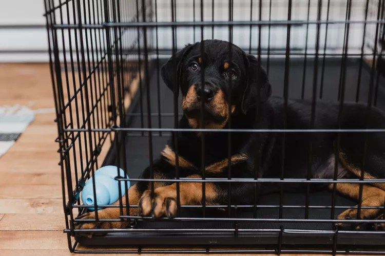 How to Crate Train Your Dog or Puppy