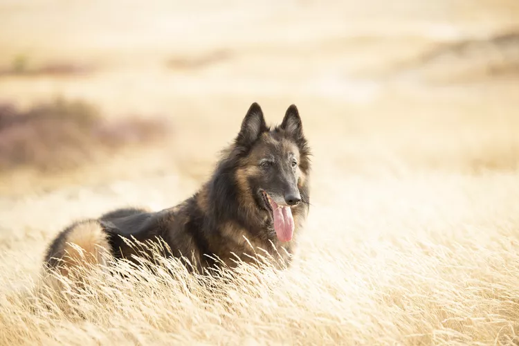 Belgian Tervuren (Terv): Dog Breed Characteristics & Care