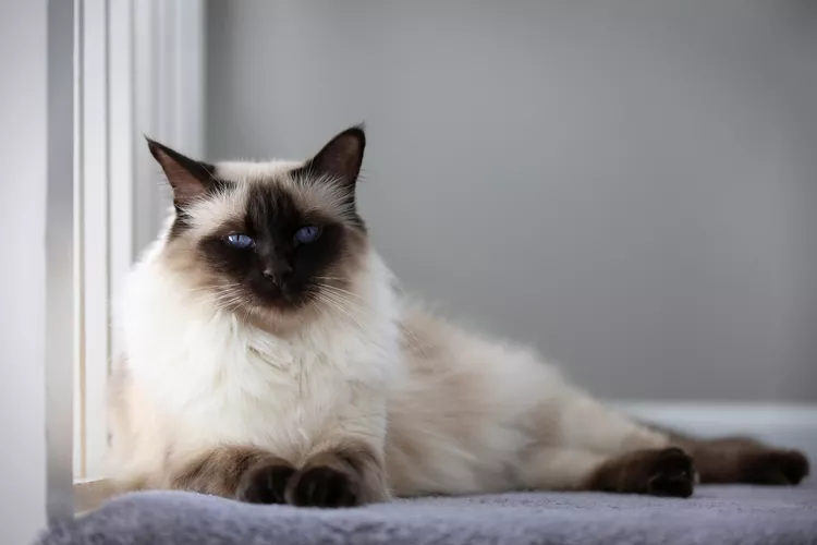 Balinese: Cat Breed Profile, Characteristics & Care