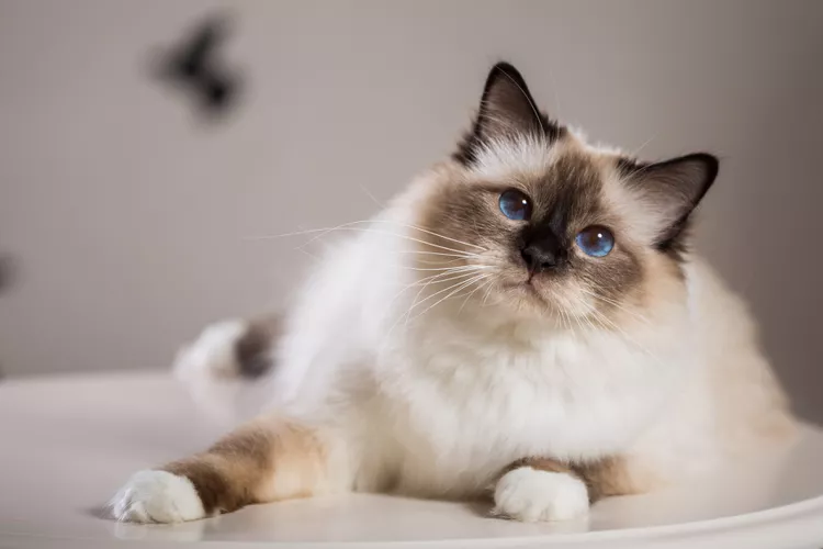 Birman: Cat Breed Profile, Characteristics & Care 