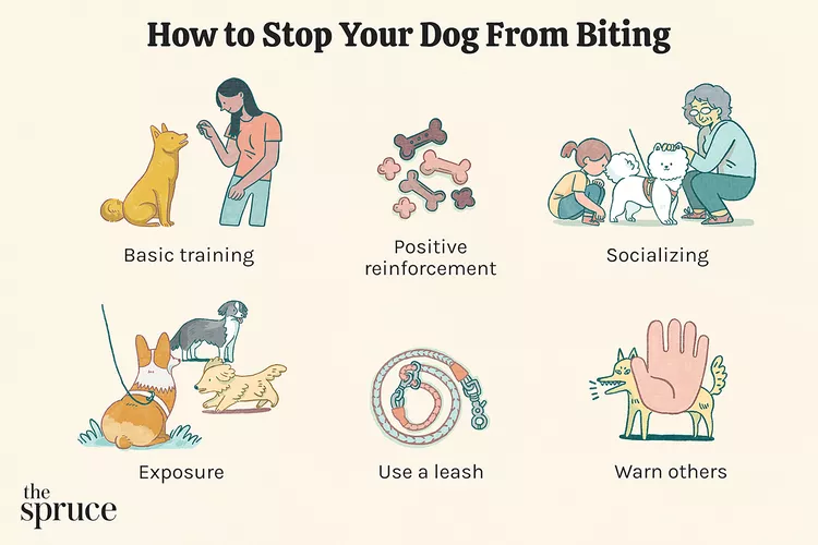 How to Stop Your Dog From Biting