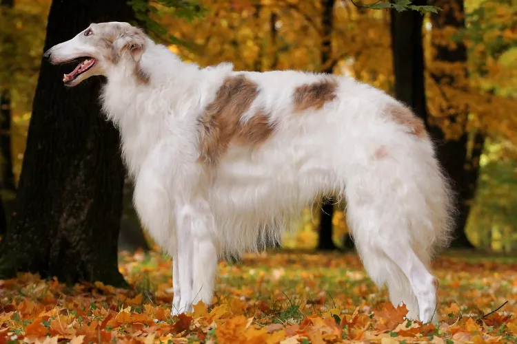 Borzoi: Dog Breed Characteristics & Care