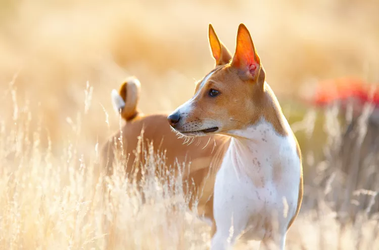 Basenji: Dog Breed Characteristics & Care