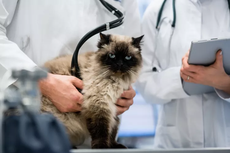 Encephalitis in Cats