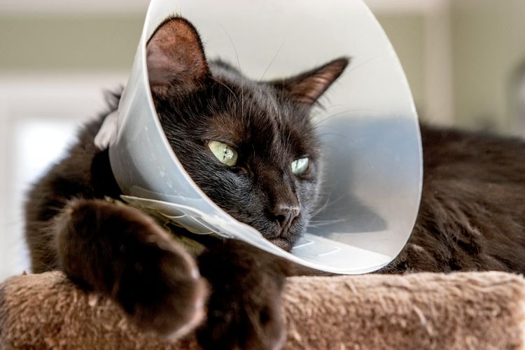 5 Alternative E-Collars for Cats After Surgery 