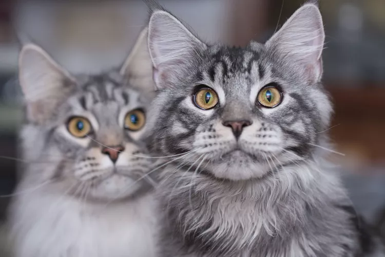 10 Cute Maine Coon Cats and Kittens