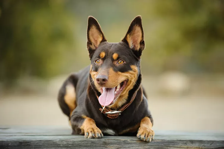 Australian Kelpie: Dog Breed Characteristics & Care