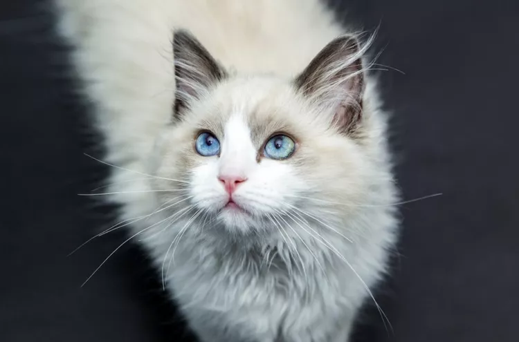 11 Cute Pictures of Ragdoll Cats