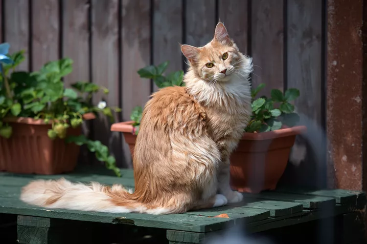 15 Best American Cat Breeds