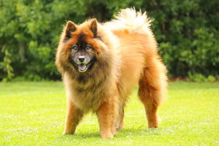 Eurasier: Dog Breed Characteristics & Care