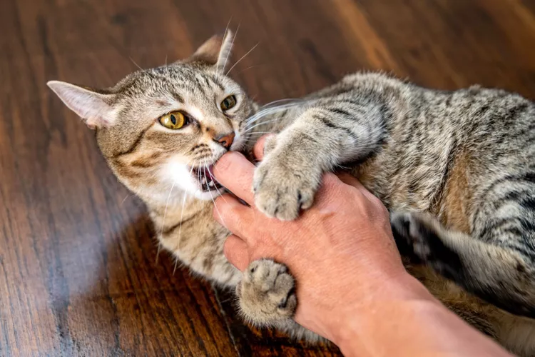 How to Stop Cats From Biting and Scratching