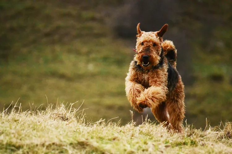 Airedale Terrier: Dog Breed Characteristics & Care