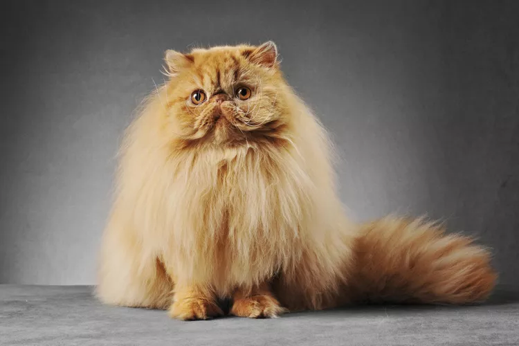 12 Fluffy Cat Breeds Perfect for Endless Cuddles