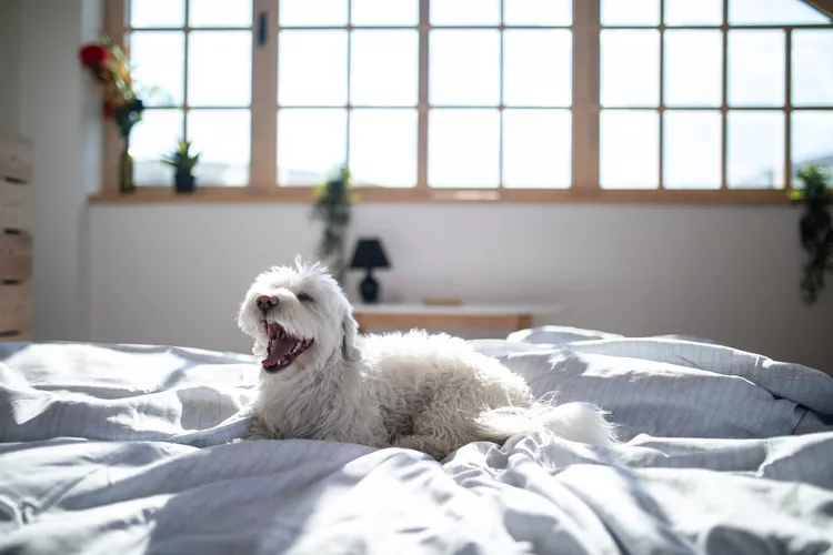 Why Do Dogs Scratch the Bed?