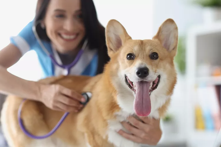 How to Treat Heartworm Disease in Dogs