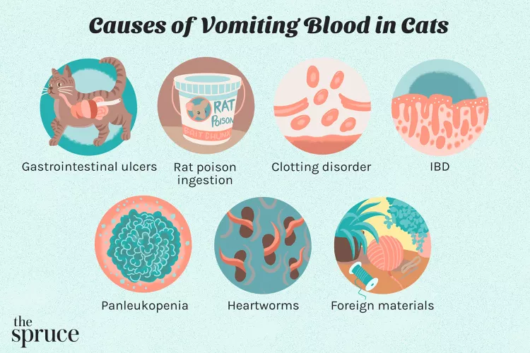 Why Is My Cat Vomiting Blood?