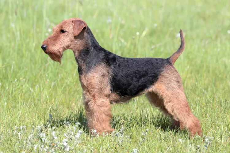 Welsh Terrier: Dog Breed Characteristics & Care