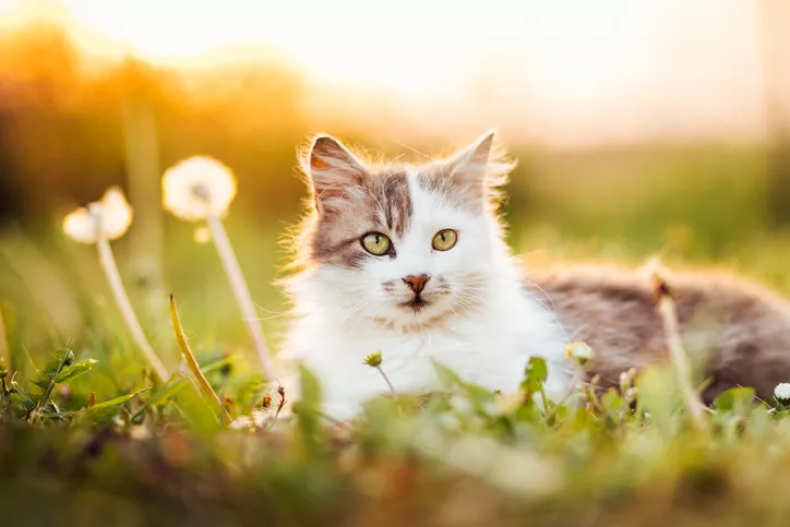 110 Summer Cat Names