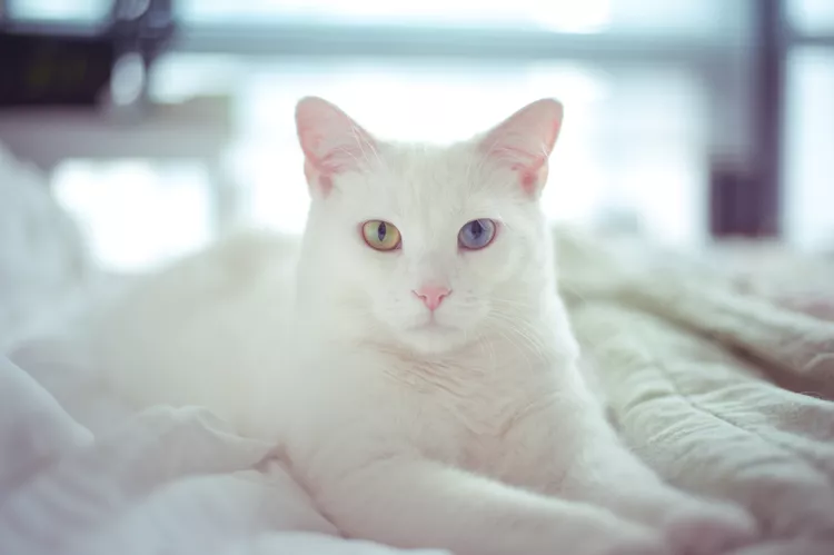 100+ White Cat Names