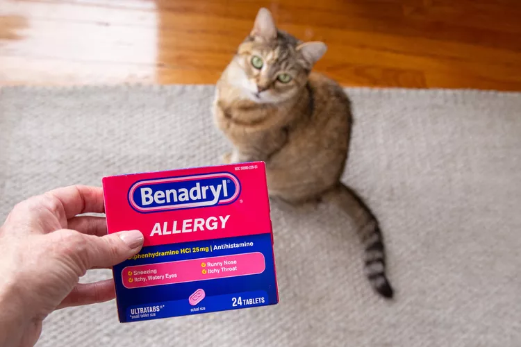 Benadryl for Cats