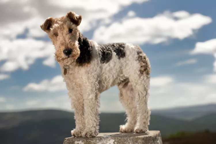 Wire Fox Terrier: Dog Breed Characteristics and Care