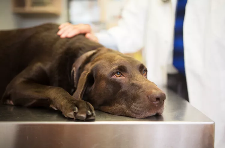 Gallbladder Disease in Dogs: Causes, Signs, and Treatment