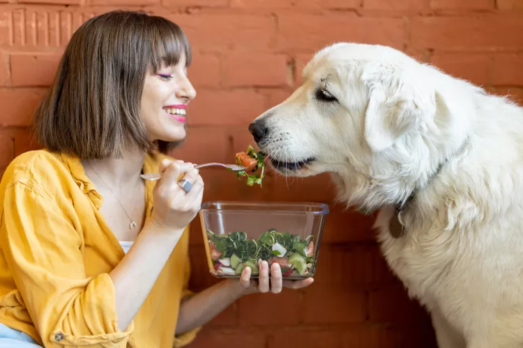 Is Rosemary Safe for Dogs?