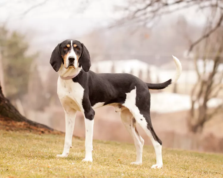 Treeing Walker Coonhound: Dog Breed Characteristics & Care