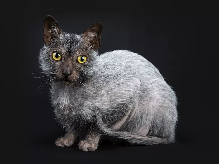 Lykoi: Cat Breed Profile, Characteristics & Care 