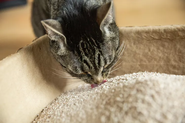 Why Cats Eat Litter and How to Stop It