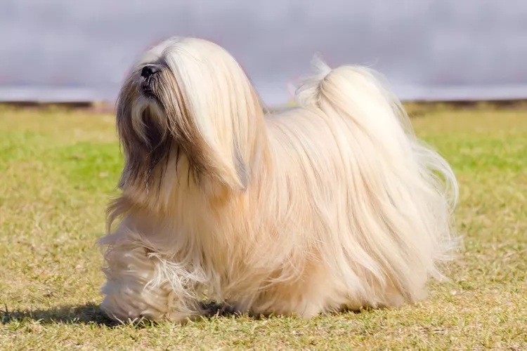 Lhasa Apso: Dog Breed Characteristics & Care