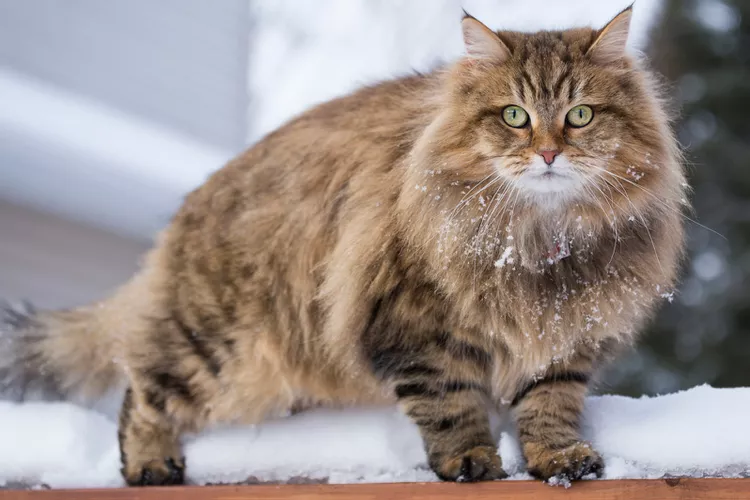 Siberian Cat: Breed Profile, Characteristics, & Care