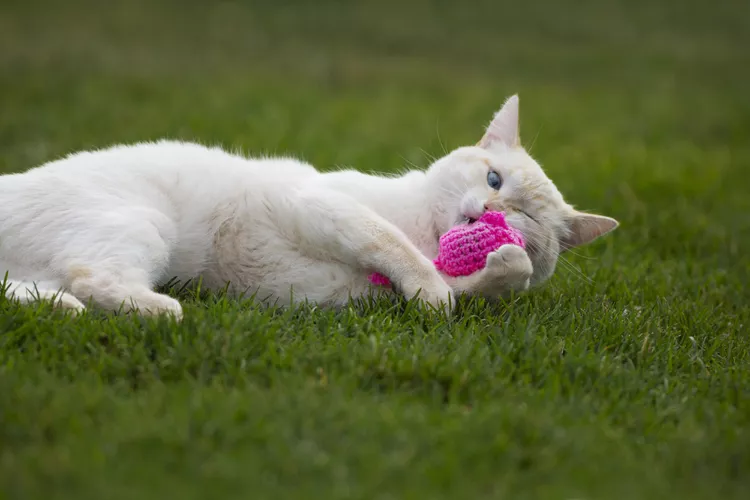 Why Do Cats Like Catnip?