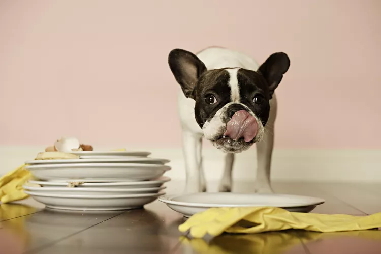 Can Dogs Taste Spicy Flavors?