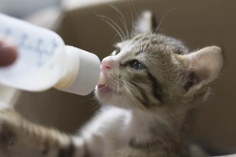 Kitten Feeding Schedule: How Much Food Kittens Need