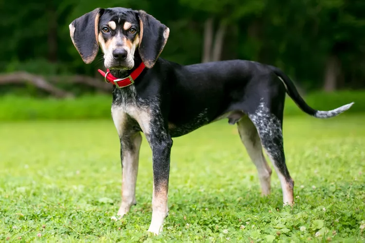 Bluetick Coonhound: Dog Breed Characteristics & Care