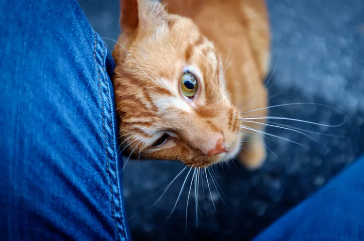 Why Do Cats Rub Against Your Legs?