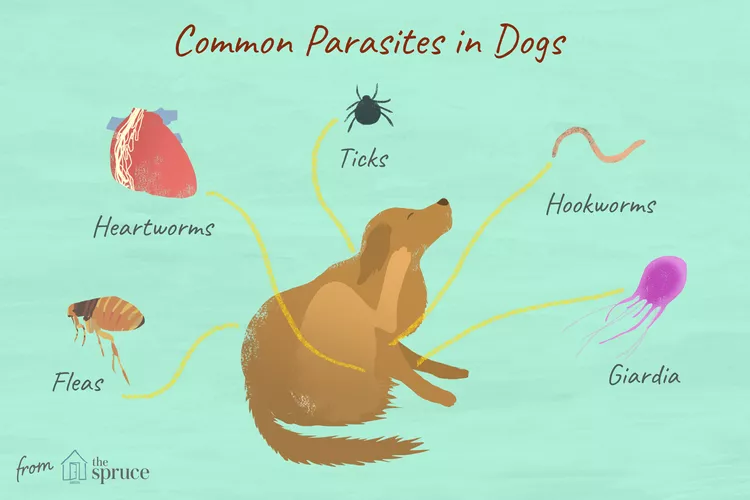 Parasites in Dogs You Should Know