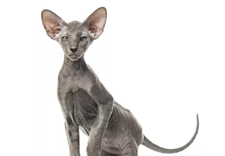 Peterbald Cat: Breed Profile, Characteristics & Care