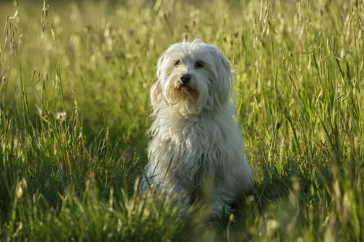 Coton de Tulear: Dog Breed Characteristics & Care