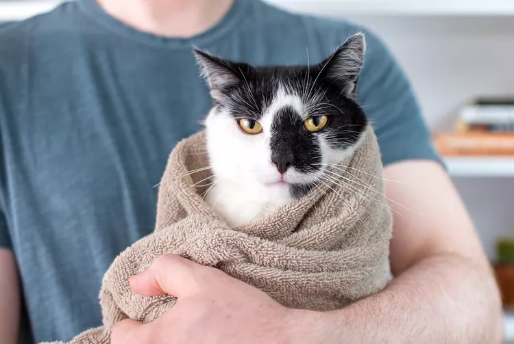 How to Burrito a Cat and Avoid Feline Fussiness 