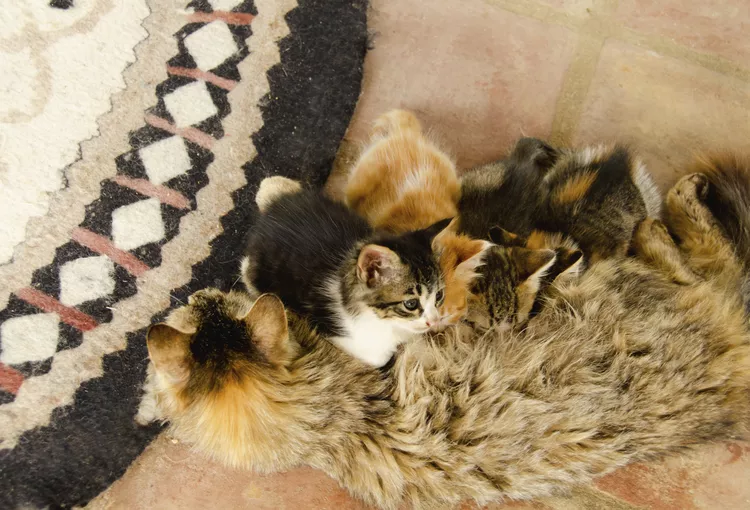 How Soon Can a Cat Get Pregnant After Having Kittens?