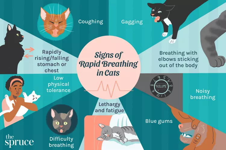 Rapid Breathing in Cats