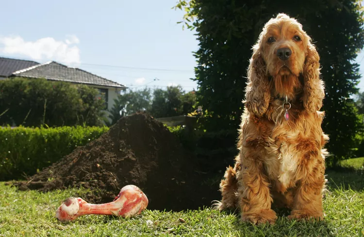 Why Do Dogs Dig Holes? How to Stop Your Dog from Relandscaping Your Yard