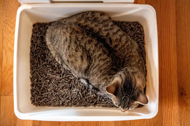 Why Is My Cat Sleeping in Their Litter Box?