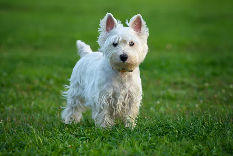 18 Terrier Dog Breeds