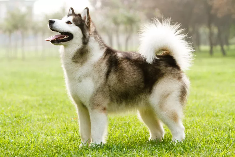 Alaskan Malamute: Dog Breed Characteristics & Care