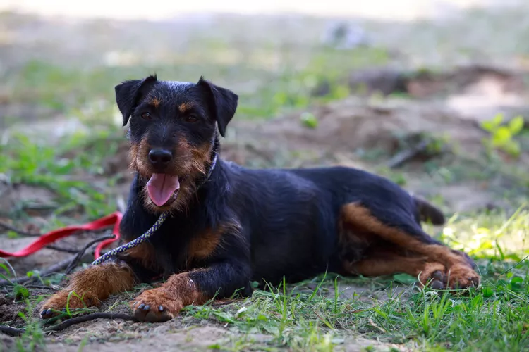 Jagdterrier: Dog Breed Characteristics and Care